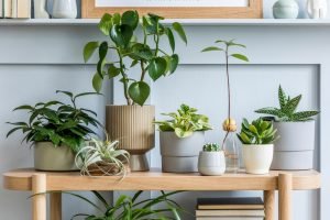 plants 300x200 - Office Plants and Why You Should Care!